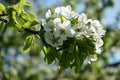 Fresh white and pink apple blossoms blooming on a branch in the Royalty Free Stock Photo