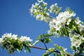 Fresh white and pink apple blossoms blooming on a branch in the Royalty Free Stock Photo