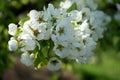 Fresh white and pink apple blossoms blooming on a branch in the Royalty Free Stock Photo