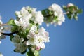 Fresh white and pink apple blossoms blooming on a branch in the Royalty Free Stock Photo