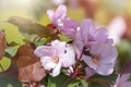 Fresh white and pink flowers of a blossoming apple tree in sunset light