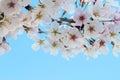 Closeup of fresh white and pink flowers against a blue sky. Royalty Free Stock Photo