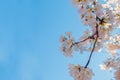 Closeup of fresh white and pink flowers against a blue sky. Royalty Free Stock Photo