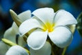 Fresh white plumeria flowers in bright blue days.