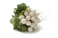 Fresh white Radish Royalty Free Stock Photo