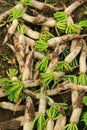 Fresh white radish in the farmland, Harvesting the white radishes, Fresh radishes in the garden