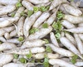 Fresh white radish in field Royalty Free Stock Photo