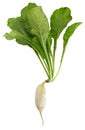 Fresh white radish isolated Royalty Free Stock Photo
