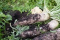 Fresh white radish Royalty Free Stock Photo