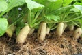 Fresh white radish Royalty Free Stock Photo
