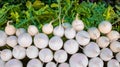 Fresh White Radish vegetables in market