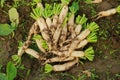 Fresh white radish in the farmland, Harvesting the white radishes, Fresh radishes in the garden