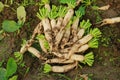 Fresh white radish in the farmland, Harvesting the white radishes, Fresh radishes in the garden