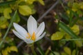 White Rain Lily (Zephyranthes candida) Royalty Free Stock Photo