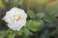 Fresh white rose flower with sunlight on nature background. Royalty Free Stock Photo