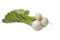 Fresh white round Daikon radish