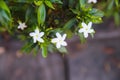 Fresh white sampaguita jasmine blooming with bud inflorescence and green leaves top view in nature garden background Royalty Free Stock Photo