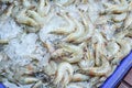 Fresh white shrimp with cold ice placed for sale in seafood market, Background top view fresh white shrimp, Closeup Fresh Sea Food Royalty Free Stock Photo