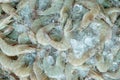 Fresh white shrimps on crushed ice for sale in market. Raw prawns for cooking in seafood restaurant. Sea food industry. Shellfish Royalty Free Stock Photo