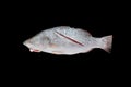 Fresh white snapper fish isolated on black background Royalty Free Stock Photo