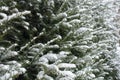 Fresh White Snow On Branches Of Yew