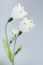 3 fresh white spring flowers in closeup