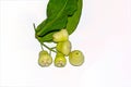 Fresh white Syzygium samarangense or wax apple or jamrul fruit on white isolated background with green leaves