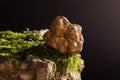 Fresh white truffle Royalty Free Stock Photo