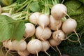 Fresh white turnip Royalty Free Stock Photo