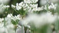 Chive Blooming Flowers Royalty Free Stock Photo