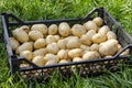 Small white washed new farm potato in black plastic container boxes display close up, high angle view Royalty Free Stock Photo