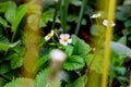 Fresh white wild strawberry blossoming flowers on green leaves background in the forest in spring. Royalty Free Stock Photo