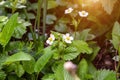 Fresh white wild strawberry blossoming flowers on green leaves background in the forest in spring. Royalty Free Stock Photo