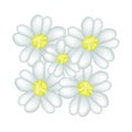 Fresh White Yarrow Blossoms on White Background