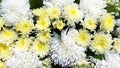 Fresh white and yellow chrysanthemum flower for background or wallpaper Royalty Free Stock Photo