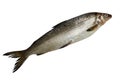 Fresh whitefish