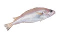 Fresh whiting fish Royalty Free Stock Photo