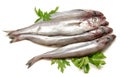 Fresh whiting Royalty Free Stock Photo