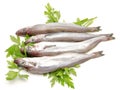Fresh whiting Royalty Free Stock Photo