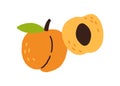 Fresh whole apricot with leaf and half piece of fruit with pit. Sweet ripe exotic food composition. Colored flat vector