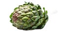 Fresh whole artichoke isolated on white background harvest Royalty Free Stock Photo