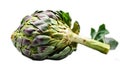 Fresh whole artichoke isolated on white background harvest organic Royalty Free Stock Photo