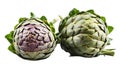 Fresh whole artichoke isolated on white background harvest organic gourmet Royalty Free Stock Photo