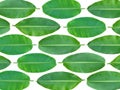Fresh whole banana leaf background Royalty Free Stock Photo