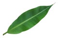 Fresh whole banana leaf Royalty Free Stock Photo