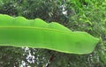 Fresh whole banana leaf Royalty Free Stock Photo