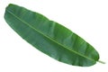 Fresh whole banana leaf Royalty Free Stock Photo