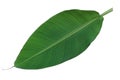 Fresh whole banana leaf Royalty Free Stock Photo