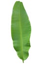 Fresh whole banana leaf Royalty Free Stock Photo