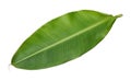 Fresh whole banana leaf Royalty Free Stock Photo